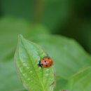 평일동물병원 이미지