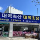 대복초장