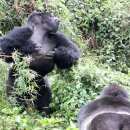 고릴라 이미지