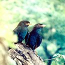 청조나라 이미지