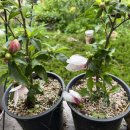 안동무궁화 이미지