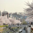 청두곶2길 33 (1) | 서울 성북천 야장 삼겹살 벚꽃 웨이팅 솔직후기