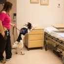 The Man's Dog 이미지