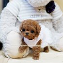 보들보들 이미지