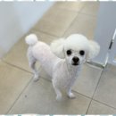 뷰티몽 | 상당구애견미용 우리 강아지의 특별했던 뷰티몽 첫 방문 후기