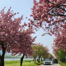 봄꽃나들이-어린이 대공원, 미사리 경정공원 왕벚꽃 이미지