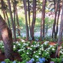 향기숲공원 이미지