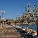 두 번째 벚꽃 이미지