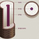 연화뷰티