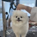 프리댕