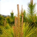 보광농원 이미지