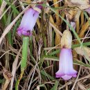 야고(野菰. Indian pipe). (이명 : 담배대더부살이. 사탕수수겨우살이) 이미지