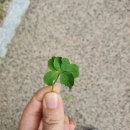 리리클로버