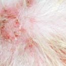 전대동물약국 이미지