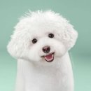 도꾸애견 이미지