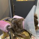 양·한방 전문 힘찬동물병원 이미지