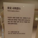 호모사피엔스