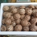 선우농장3 이미지