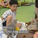 쓰담쓰담 동물병원 | 부산 수영 광안역 펫스테이션 고양이카페 피피피 주말 아이와 함께 다녀온 실내공간