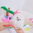 한산켄넬 이미지