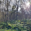 호암생태공원(공연장) | 제주 | 신비의 숲 곶자왈 산책, 교래자연휴양림 생태관찰로 탐방