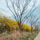 수원천 | 수원천 러닝코스 수원천러닝 후기 8km 완주 봄꽃 개나리 가득한 힐링 러닝