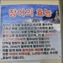 벌떡 장어 이미지