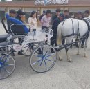 영천시운주산승마조련센터 이미지