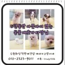 사비켄넬 | 안산 수원강아지분양 전문켄넬 잉글리쉬 불독, 파티 장모치와와 입소 - 착한 애견샵 개네가 고양이네