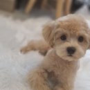 여리네멍멍묭실 이미지