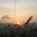 완도19호 이미지