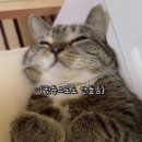 순한고양이 이미지