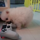 겜우리한우리 이미지