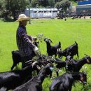 남원흑염소농장 이미지