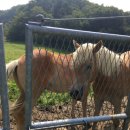 심화목장 이미지