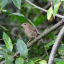 미사리의 붉은머리오목눈이(Vinous-throated Parrotbill) 이미지