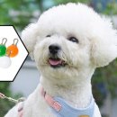 포포퍼피 이미지