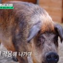 돼지새끼 - 수원시 팔달구 매산로116번길 45 | 돼지새끼