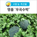우곡그린복합영농조합법인 | [고령 농·특산물] 달콤한 명품 '우곡수박' 드세요~