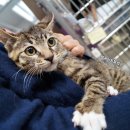 웰케어동물병원 이미지