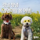 댕댕이,봄 | 경남 창녕 댕댕이랑 봄 여행 후기 | 펫츠고 창녕 애견동반 여행