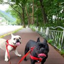 불독하우스 이미지