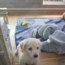 <b>퓨어</b>크림 장모 닥스훈트 아기강아지 분양해요