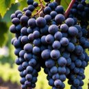 노을연가 이미지