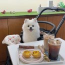 에스테이트103 | 도봉구 도봉 애견동반 카페 만스에스테이트 도봉점 | 에그타르트 맛집