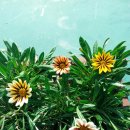 가자니아 이미지