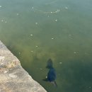 돈까스짱 남원도통점 | 남원양씨가 다녀온 남원일기