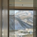 소노펠리체 델피노 이미지