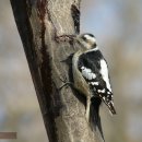 아무르쇠딱다구리 Grey-headed Pigmy Woodpecker 252 이미지