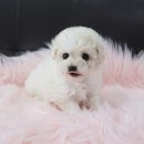 내품안의 반려견 김포점 이미지